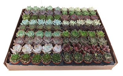 2" Echeveria Premium Assortment